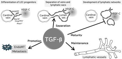 TGF-β signaling in lymphatic vascular vessel formation and maintenance